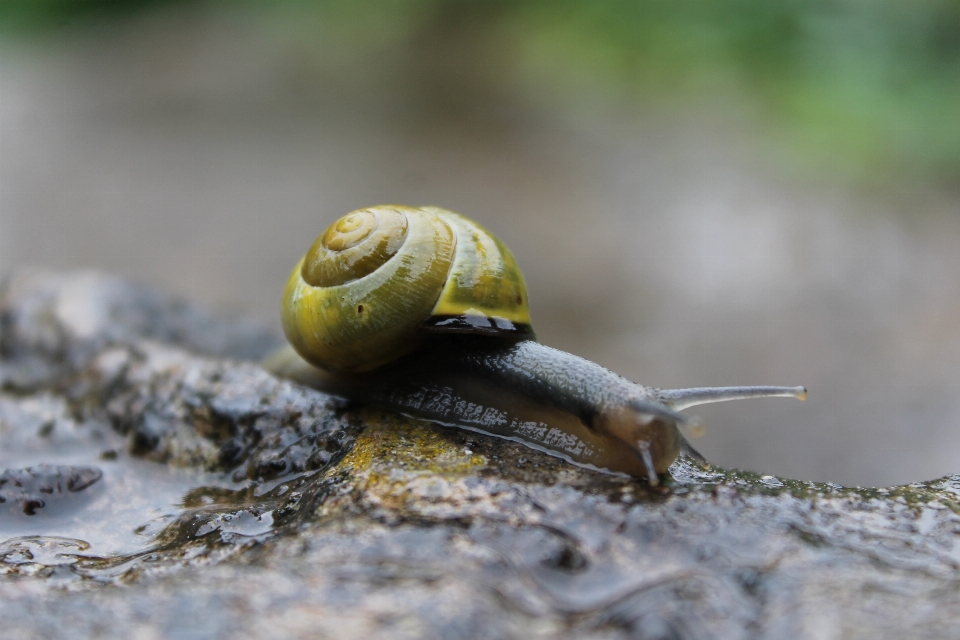 Natur fotografie regen nass