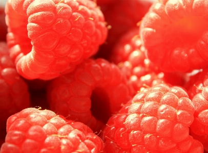 Plant raspberry fruit berry Photo