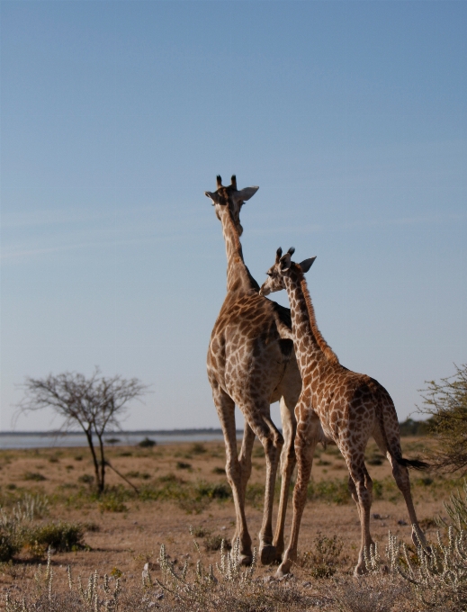 Nature aventure faune sauvage