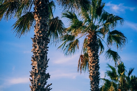 Photo Arbre bifurquer usine ciel