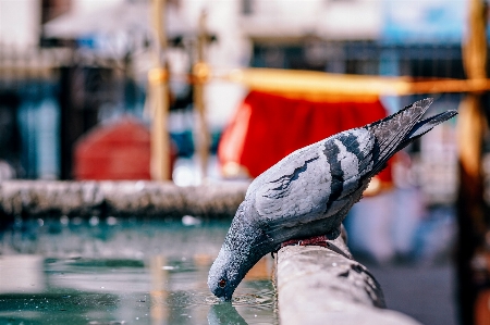 Photo Eau oiseau couleur bleu