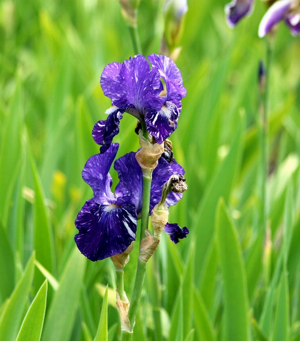 Nature herbe usine prairie
