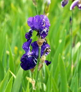 Nature grass plant meadow Photo