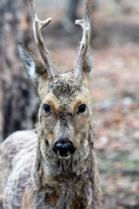 意見 動物 野生動物 鹿 写真