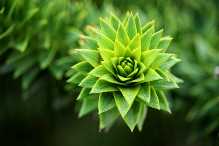 Foto árbol naturaleza césped exterior