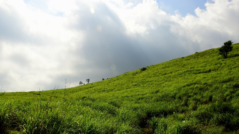 風景 木 自然 森