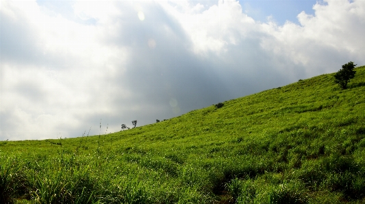 風景 木 自然 森 写真