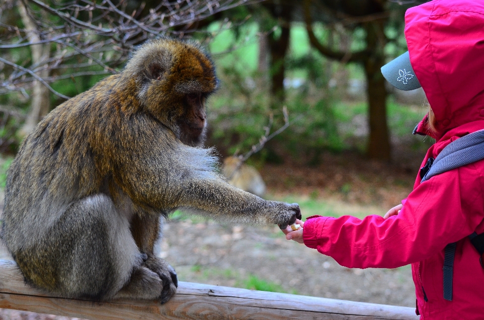 Animal mammifère enfant amitié
