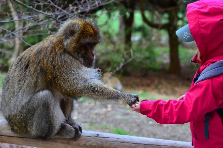 Foto Animal mamífero criança amizade
