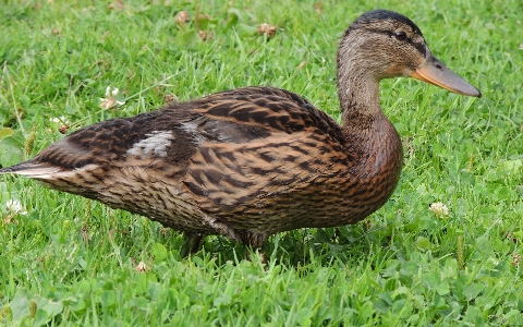 鳥 野生動物 嘴 fauna 写真