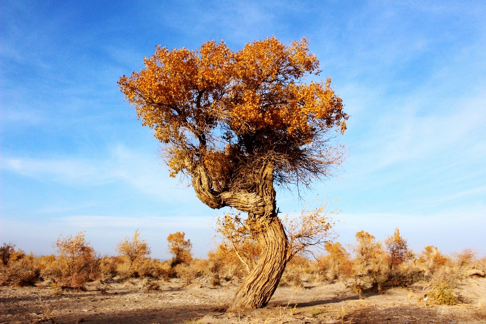 Paysage arbre nature région sauvage
