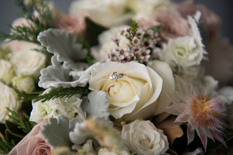 Florecer planta anillo flor