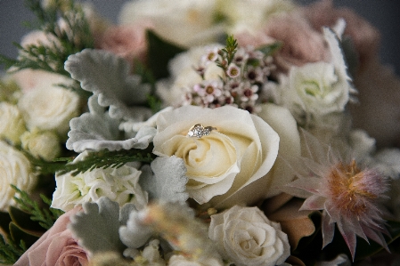 Blossom plant ring flower Photo