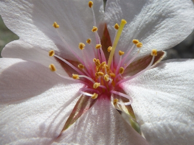 Blüte anlage blatt blume Foto