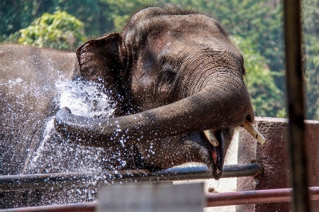 Recreation wildlife zoo mammal Photo