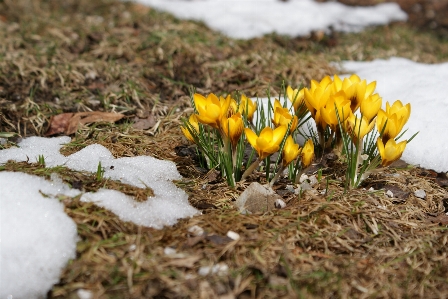 Foto Natura erba pianta prato
