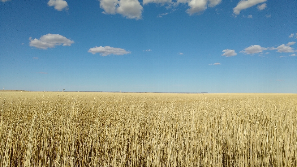 Landscape nature grass outdoor