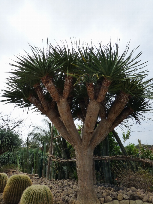 árbol planta flor producir