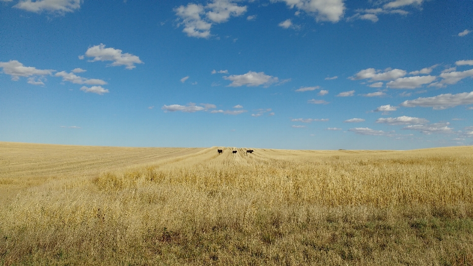 Landscape nature grass outdoor