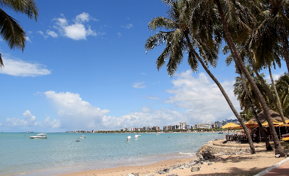 Plage mer côte arbre