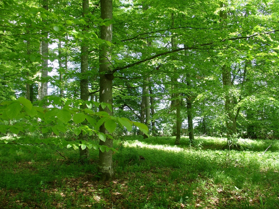 Tree nature forest plant