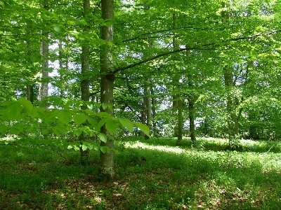 Tree nature forest plant Photo