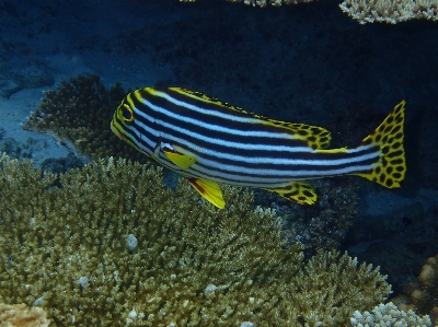 Underwater biology fish coral reef Photo