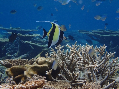 Sea ocean underwater biology Photo