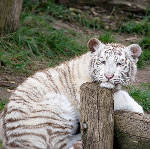 自然 動物 かわいい 野生動物 写真