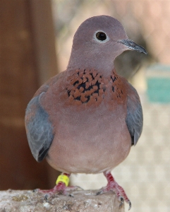 Foto Burung margasatwa paruh fauna