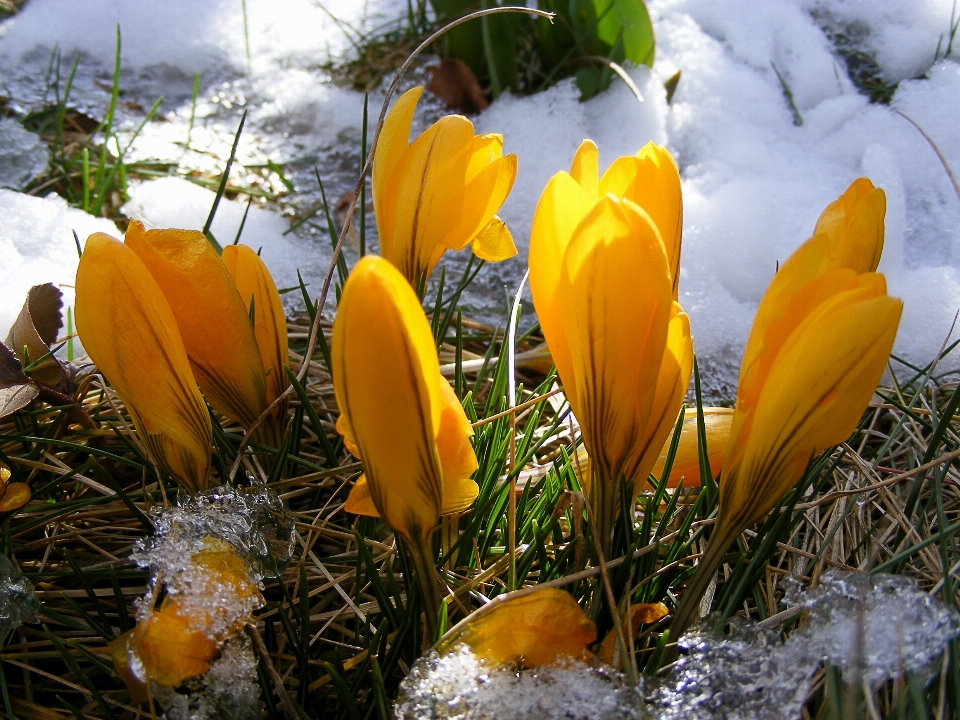 Naturaleza césped nieve frío