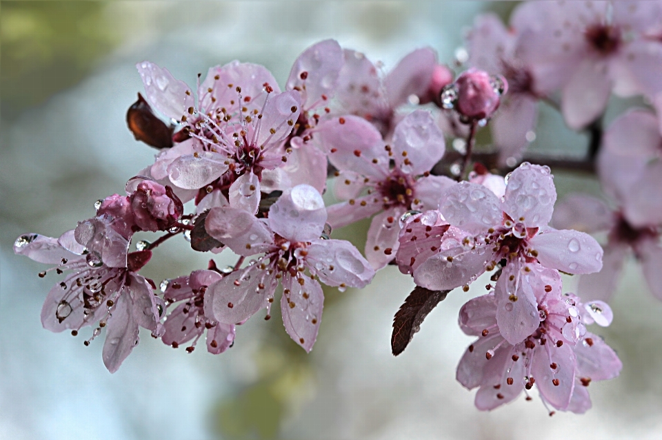 Albero ramo fiore pianta