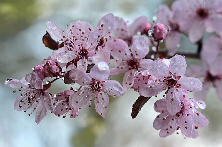 Tree branch blossom plant Photo