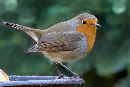 Nature bird wildlife beak Photo