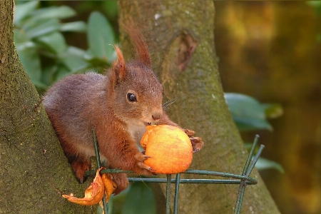 Nature branch animal wildlife Photo