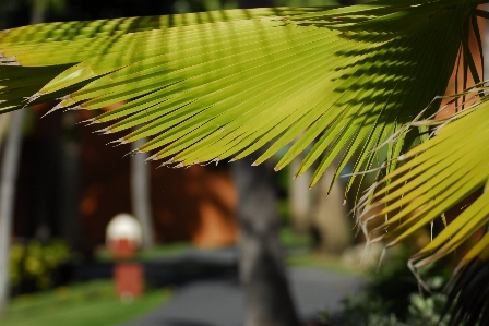 Sea tree plant sun Photo