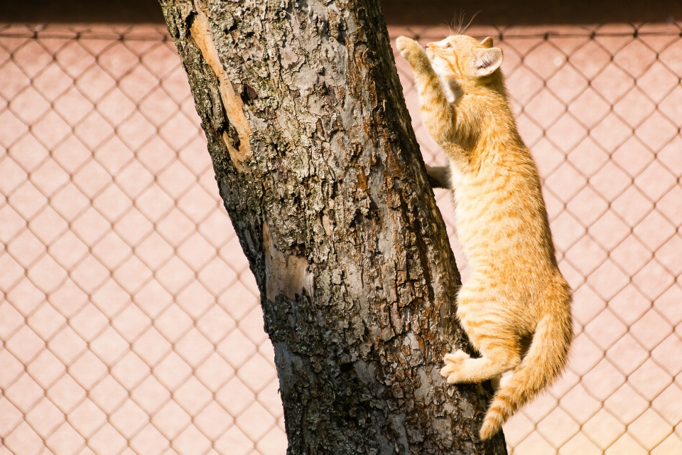 Albero ramo animale domestico