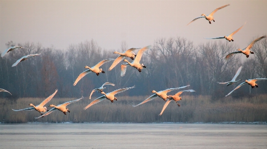 Landscape nature cold winter Photo