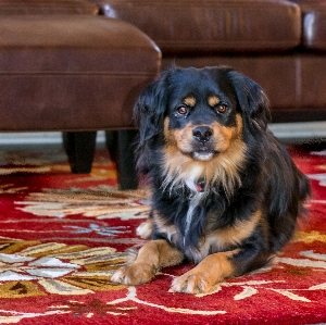 White house home puppy Photo