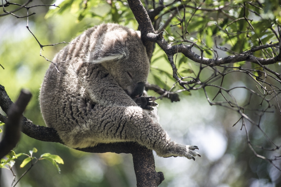 árbol rama animal fauna silvestre