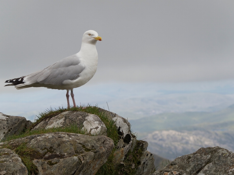 Berg vogel seevogel
 möwe