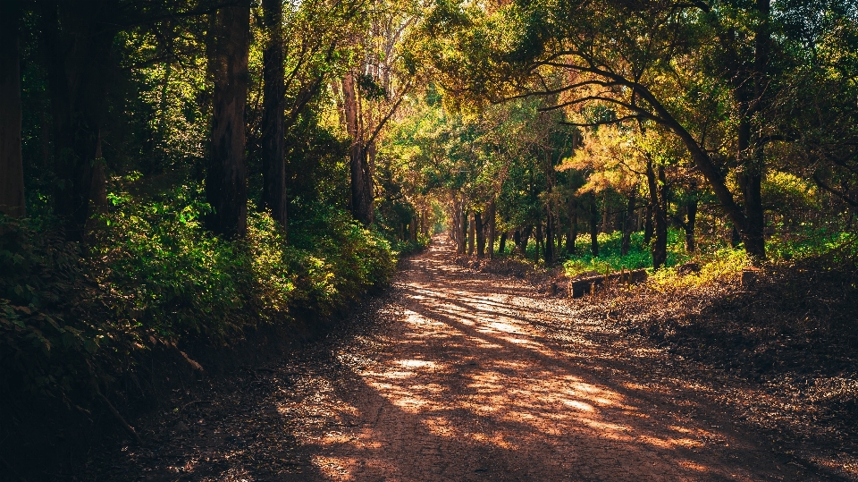 Paisaje árbol naturaleza bosque