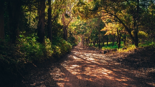 Landscape tree nature forest Photo