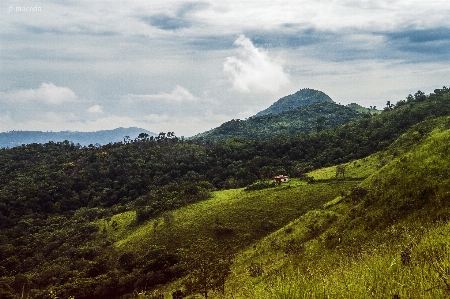 Landscape tree nature forest Photo