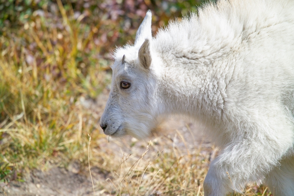 Natura a piedi ragazzo animali selvatici