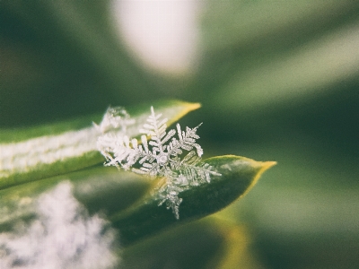 Nature grass branch blossom Photo