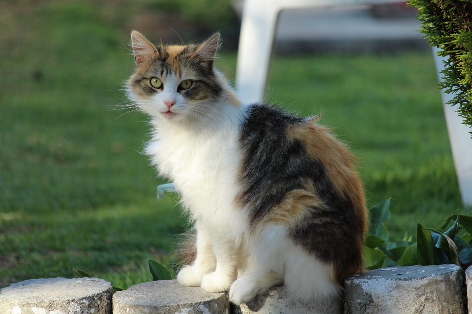 Animale gattino gatto felino