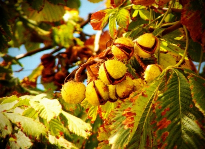 Tree nature branch plant Photo