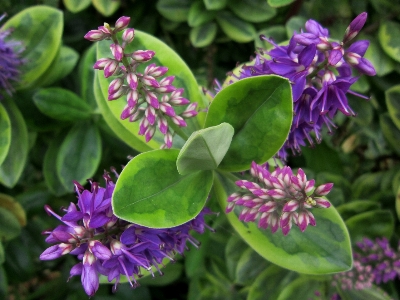 Nature blossom plant leaf Photo