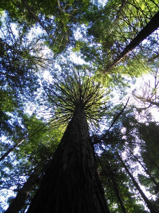 Lanskap pohon alam hutan